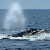 Internal DFO memo warns Trump-backed bill threatens right whale survival