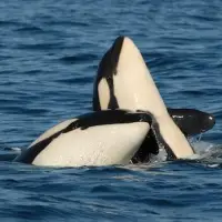 75 of these whales remain. A new West Coast pipeline would be 'devastating' for them, experts say