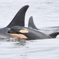 Proposed changes to endangered species law would 'stab it to death,' says scientist