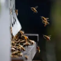 Beekeepers appeal for emergency federal help, as U.S. tariffs on honey threaten survival of hives