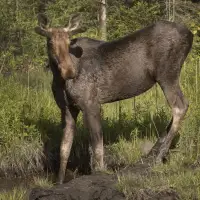 'Dooming the moose': Manitoba Cree chief calls for voluntary stop to hunting