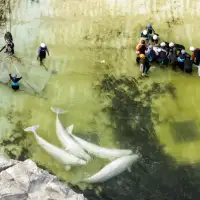 Third Marineland beluga dies after moves, this time in Spain