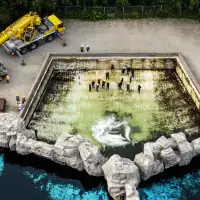 Fourth Marineland whale dies after relocation, third at Shedd Aquarium in Chicago