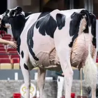 Canada scores a dairy win on U.S. soil as farmers grumble about Trump's trade war