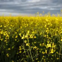 Canadian farmers hoping Carney can find resolution to canola tariffs in China