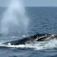 Internal DFO memo warns Trump-backed bill threatens right whale survival