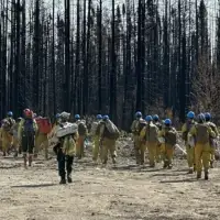 ‘It’s a matter of respect’: forest and wildland firefighters battling Ottawa over silviculture classification ‘insult’