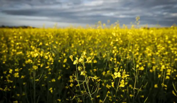 China announces 75.8 per cent tariffs on Canadian canola