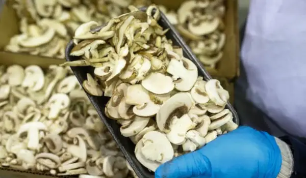 U.S. to slap tariffs on Canadian mushrooms as growers warn of broader risks for agriculture
